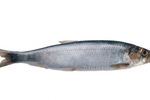 Оселедець Оселедець